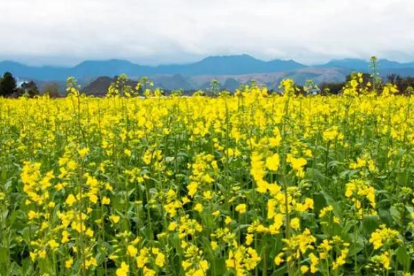 油菜花开的季节