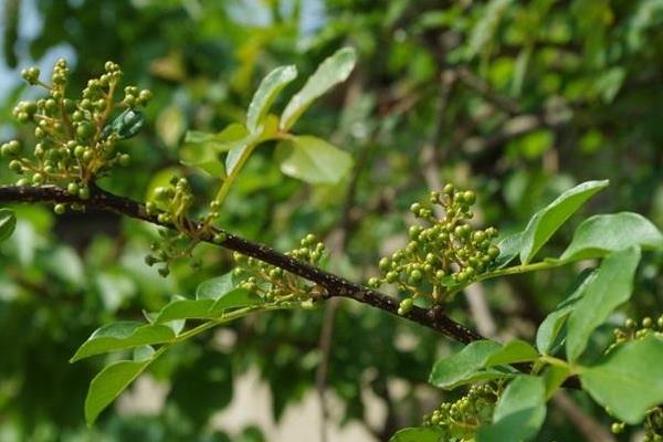 花椒树繁殖方法