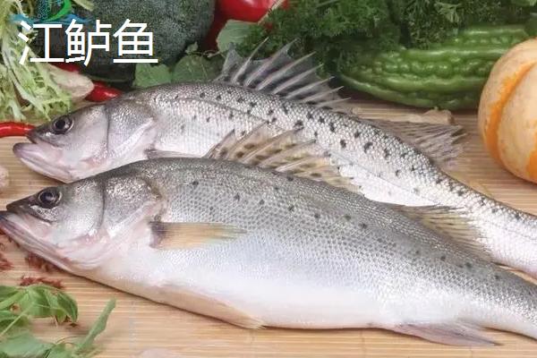 江鲈鱼和海鲈鱼区别