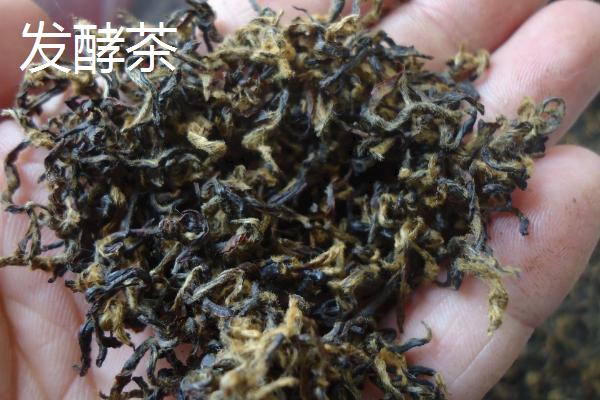 发酵茶和不发酵茶哪种更好