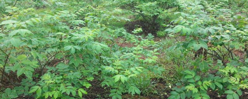 吴茱萸种植技术与栽培管理，可在冬、春移栽