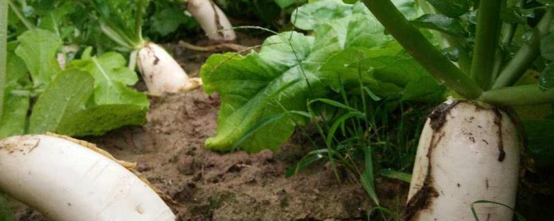 九月份南方适宜种植的蔬菜有哪些，附南方各种蔬菜种植时间参考