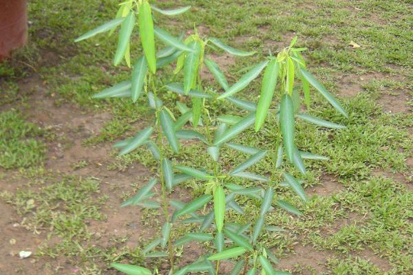 跳舞草种植方法和时间