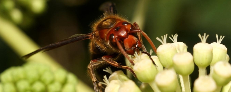 中国大虎头蜂真能蜇死人吗，附蛰伤症状