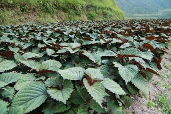 紫苏种植技术