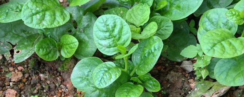 种植木耳菜要不要搭架，种植木耳菜有哪些需要注意的地方