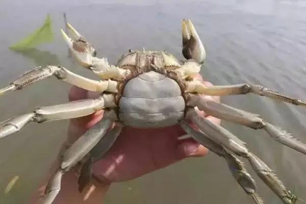 残蟹为什么价格便宜