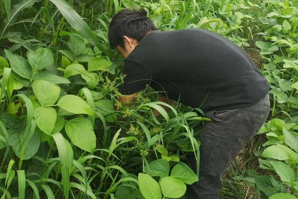 大豆后期高产管理方法