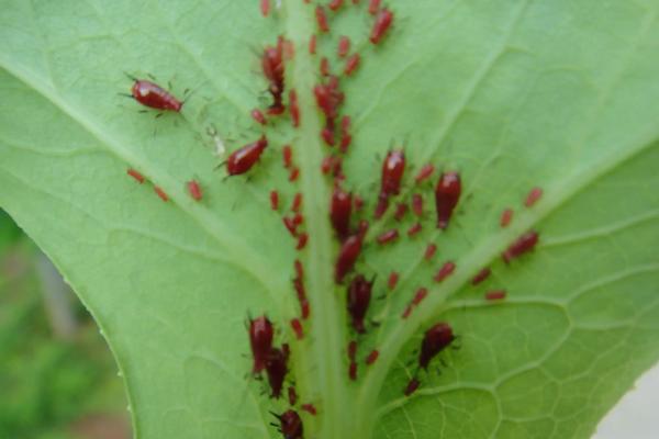 茄子常见病虫害，附如何防治茄子病虫害