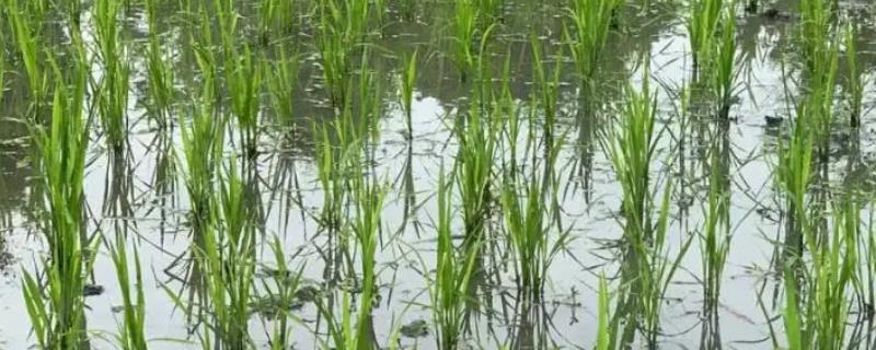 水稻种植步骤，种植八大要点