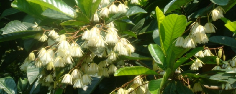 杜英是常绿植物还是落叶植物，杜英花怎么养长得好看