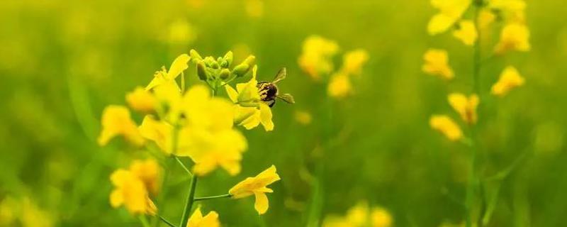 油菜花什么时候开花，附地理分布