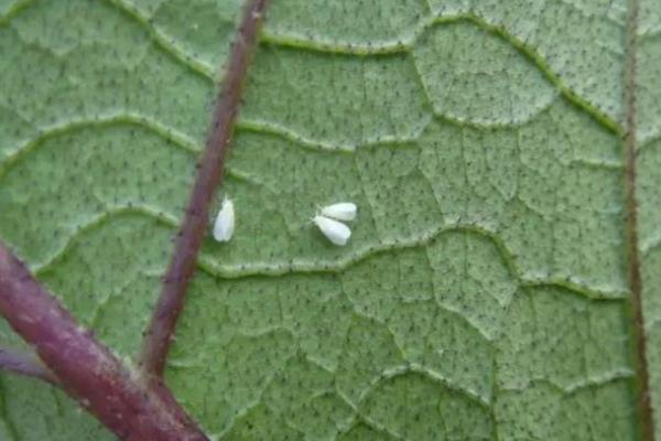 茄子虫害都是哪些虫