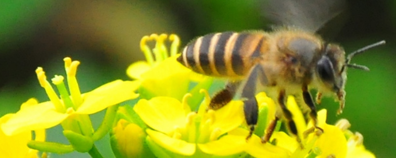 蜜蜂白垩病(石灰子病)，附预防措施