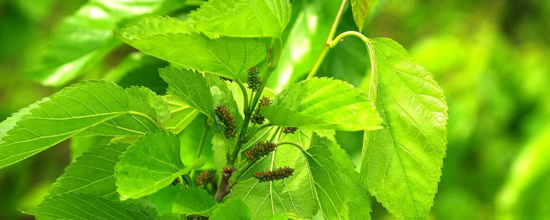 蛋白桑怎么种植，附其种植效益