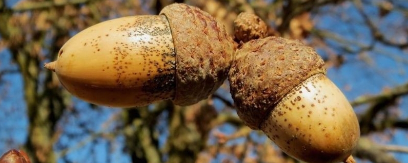 榛子树种植几年结果，附生长习性