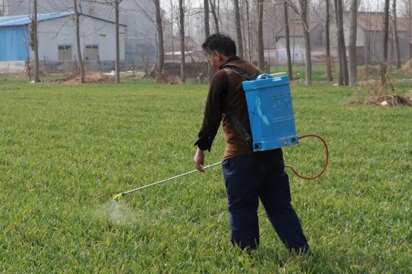 除草药打后多久下雨没事