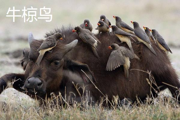 蜱虫天敌是什么