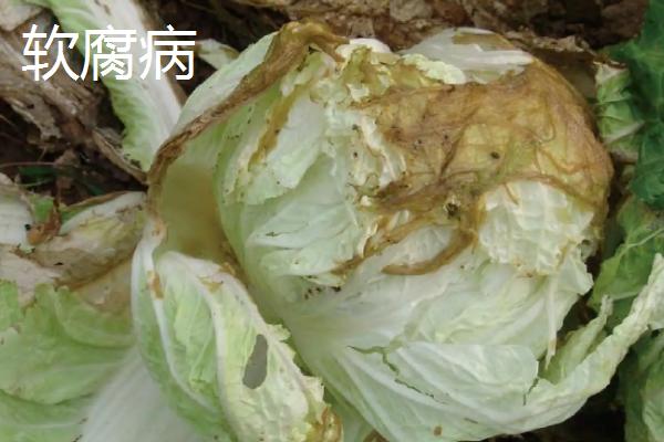 白菜烂根烂心用什么药防治