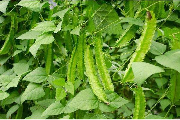 四棱豆种植技术