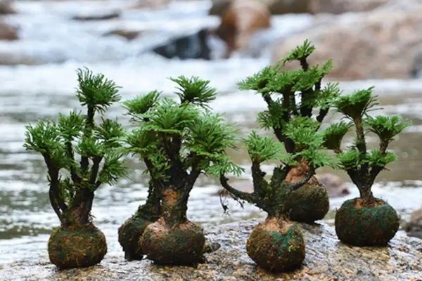 九死还魂草种植条件，附种植方法