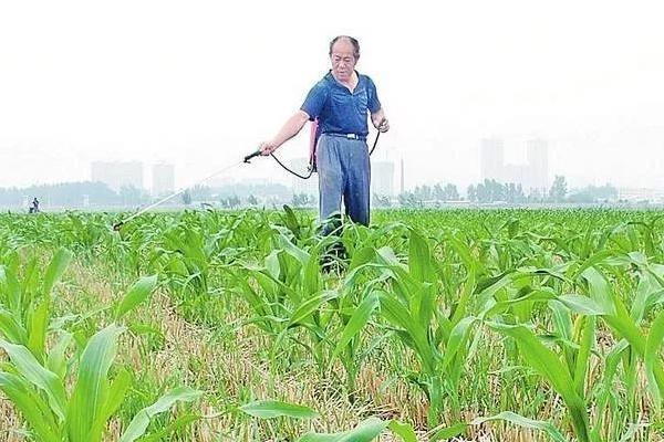 玉米杀菌剂有哪些