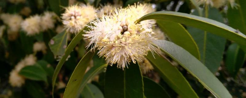 野桂花什么时候开花，附地理分布