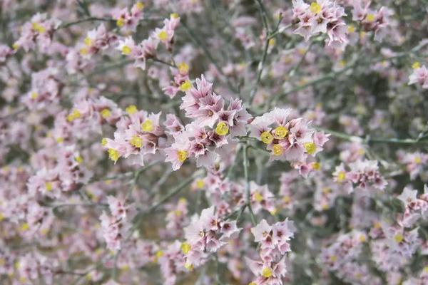 干枝梅种植方法，附采收时间