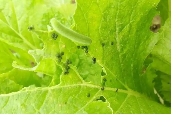 不用农药治菜青虫的四种方法