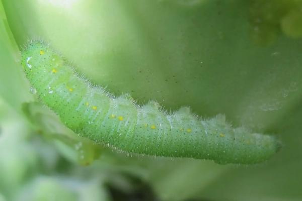 不用农药治菜青虫的四种方法