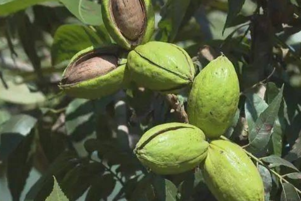 种植碧根果需要哪些条件，碧根果树苗价格是多少