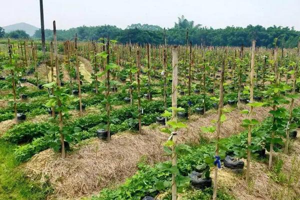 什么时候种植葛根比较好，有哪些管理要点