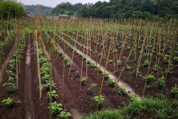 什么时候种植葛根比较好，有哪些管理要点