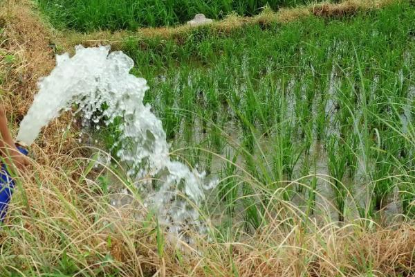 水稻直播田何时打除草剂