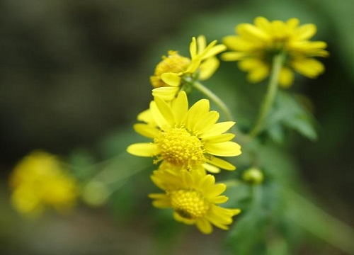 野菊花1