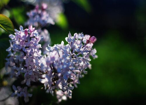 丁香花1