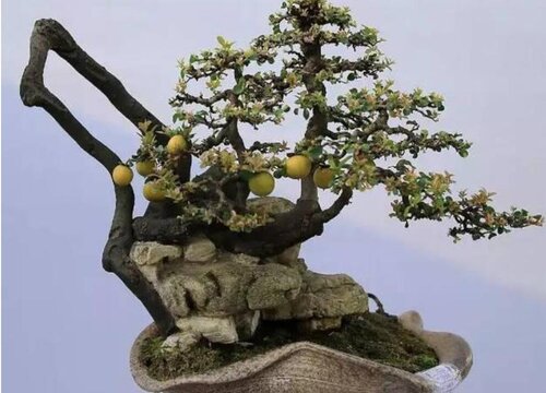 金弹子老桩1