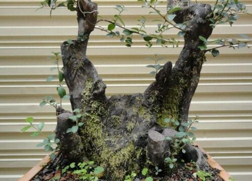 金弹子老桩2