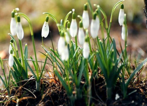 雪滴花1