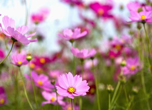 粉色小雏菊