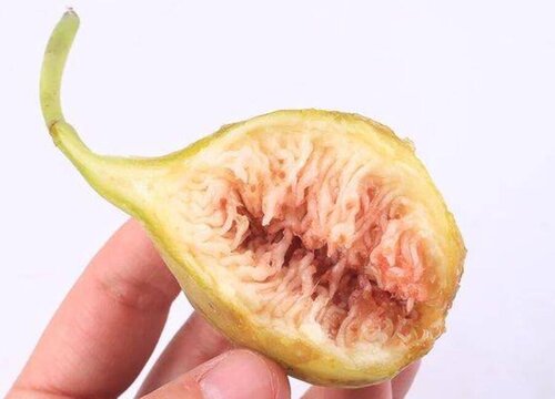 无花果籽3