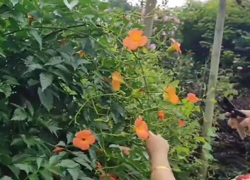 凌霄花剪枝2