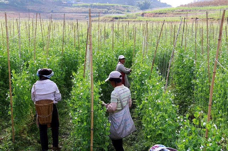 荷兰豆高产种植技术及田间管理