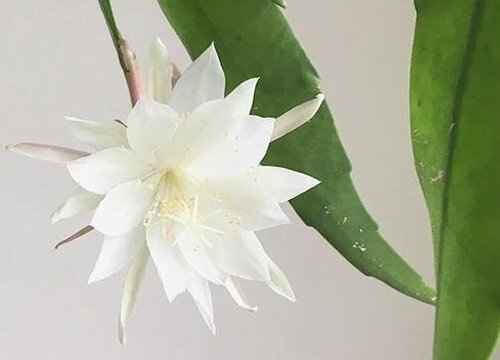 昙花6