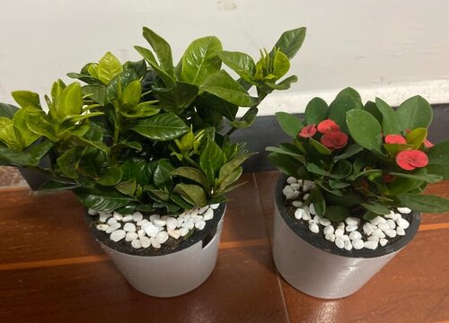 盆栽植物3