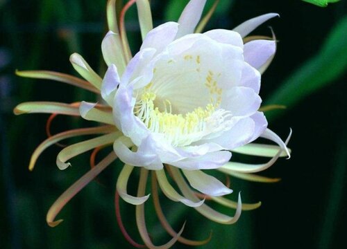 昙花3(10)