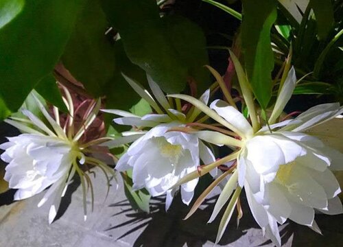 昙花7