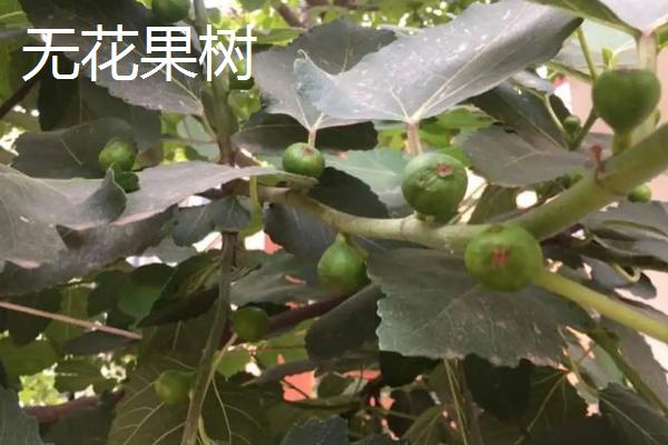 无花果树与五指毛桃树的区别