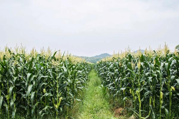 登海605玉米需要控旺吗