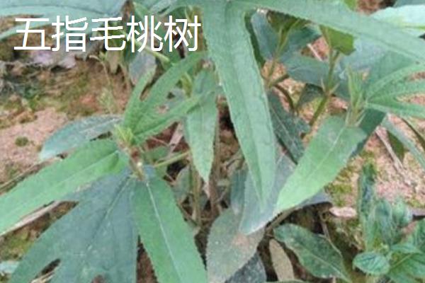 无花果树与五指毛桃树的区别